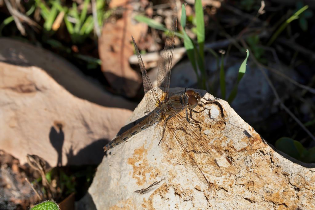 Libellulidae - Sympetrum striolatum ? - Sì